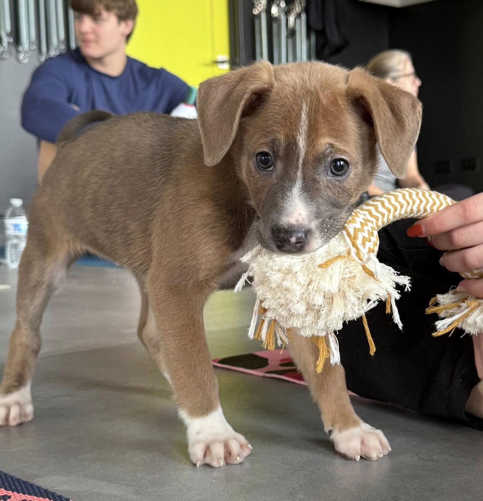 Ziggy, a Adoptable mixed breed in GILBERTS, IL image 2/3