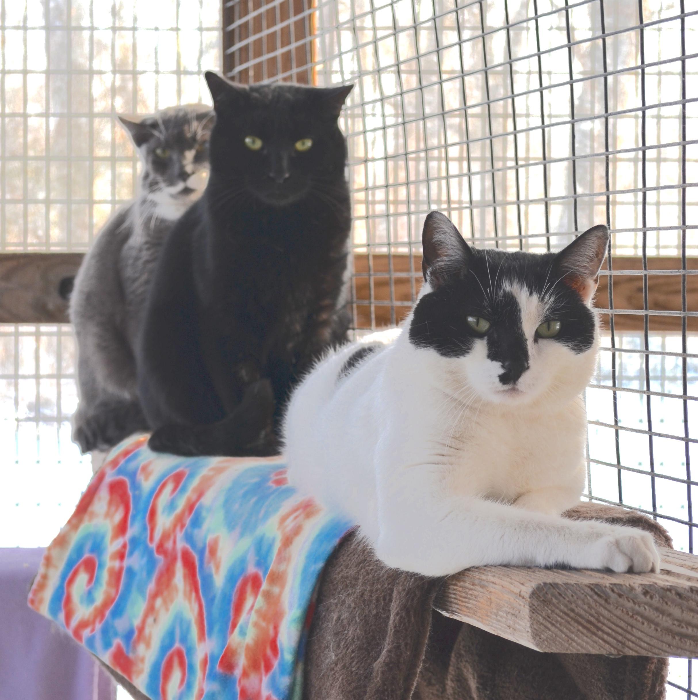 Enlarge Olaf, a ADOPTABLE Domestic Short Hair in Westbrook, CT image 3/3