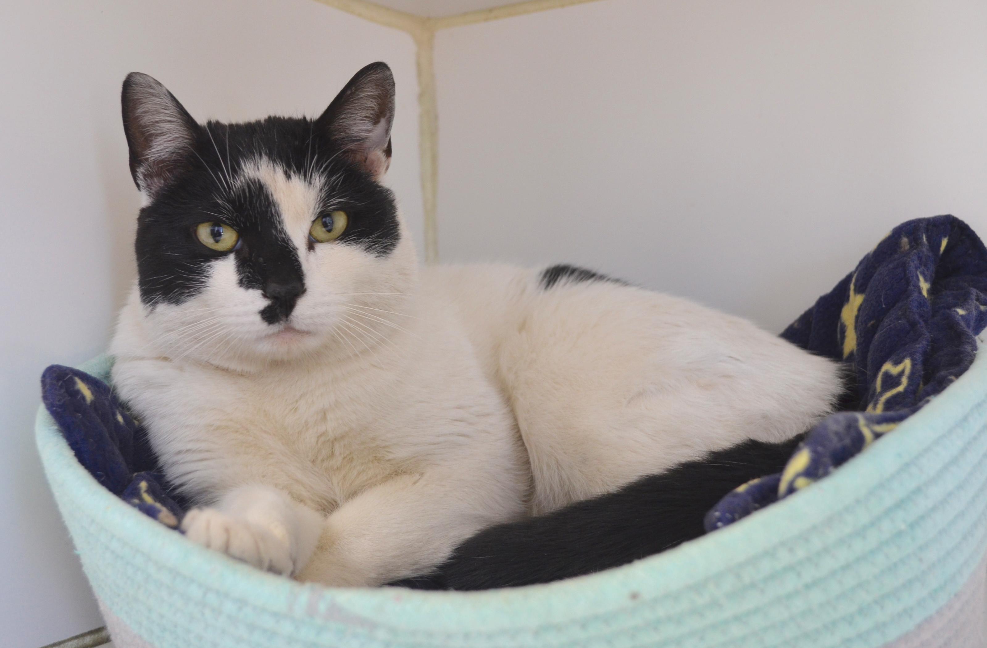 Olaf, ADOPTABLE, Adult Male Domestic Short Hair.