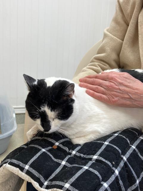 Enlarge Olaf, an adopted Domestic Short Hair in Westbrook, CT image 5/5