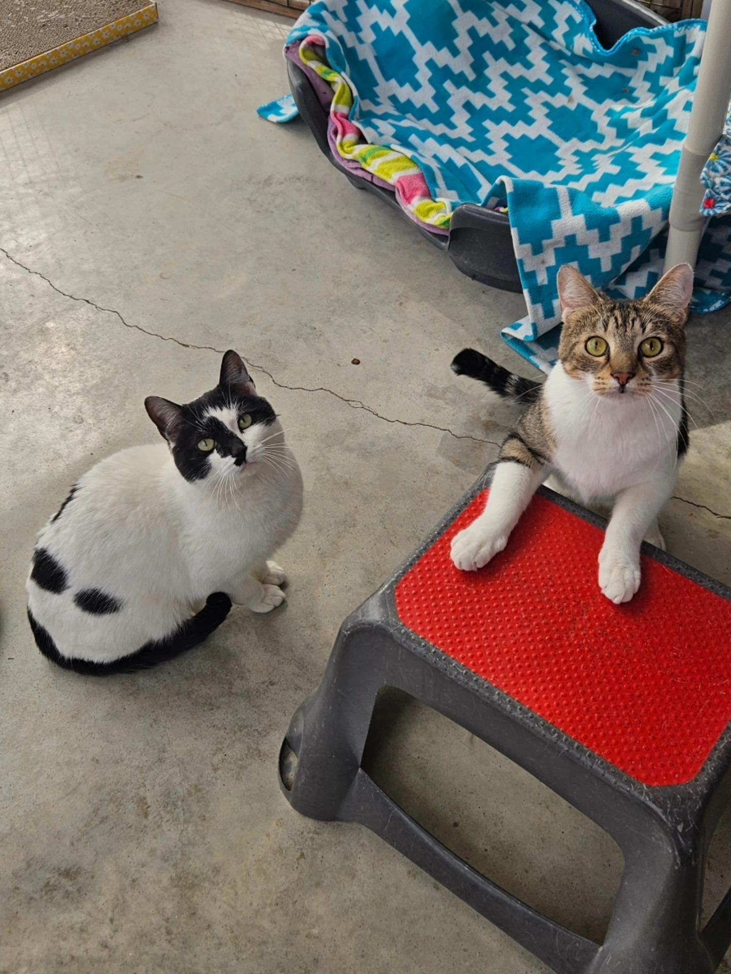 Enlarge Olaf, an adopted Domestic Short Hair in Westbrook, CT image 4/5