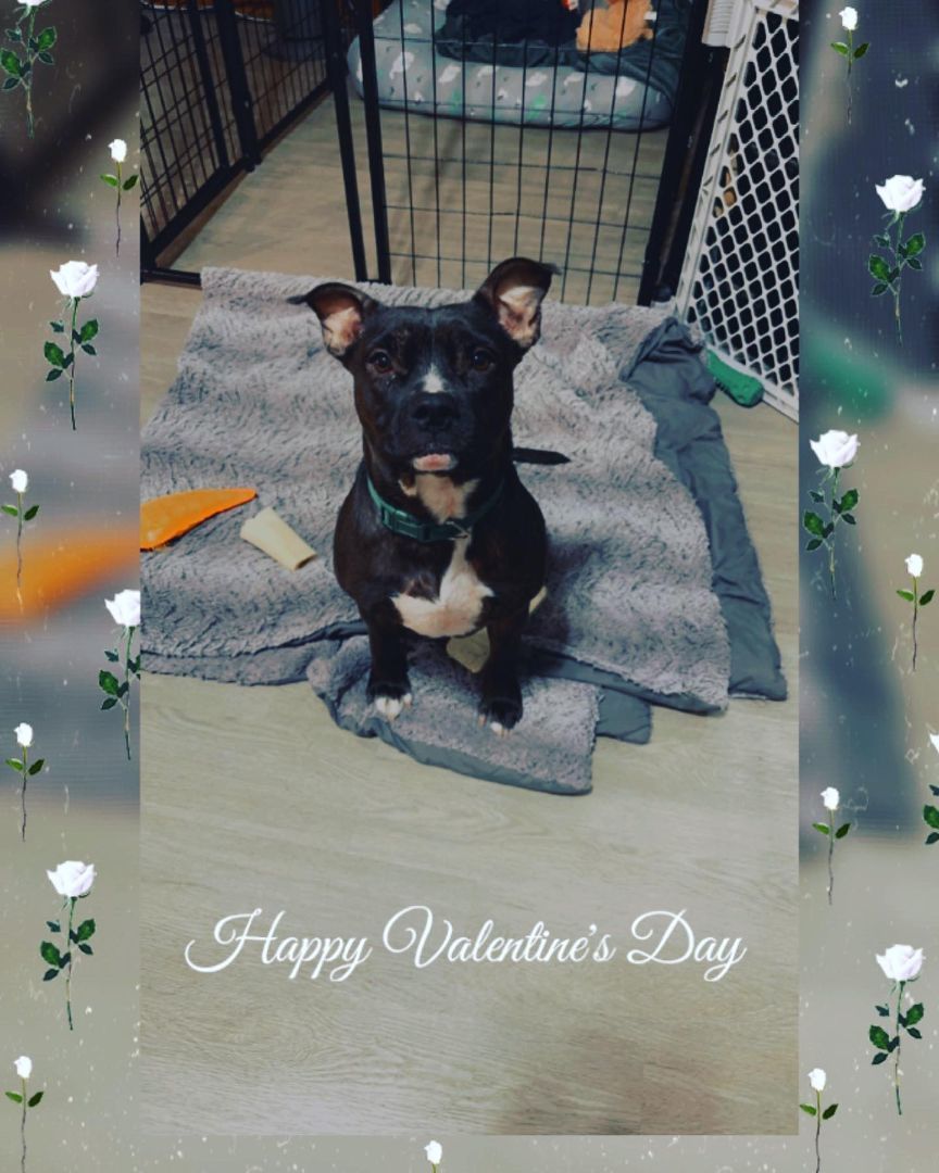 Bubbles Mackenzie, a Adopted mixed breed in Conroe, TX image 1/9