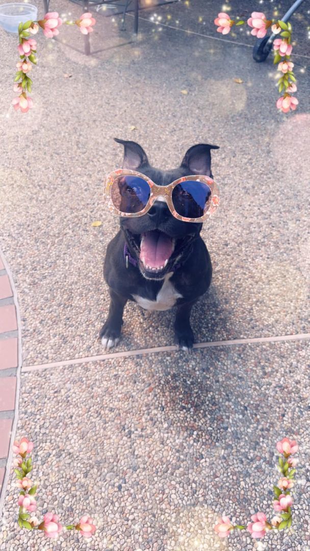 Bubbles Mackenzie, a Adopted mixed breed in Conroe, TX image 2/9