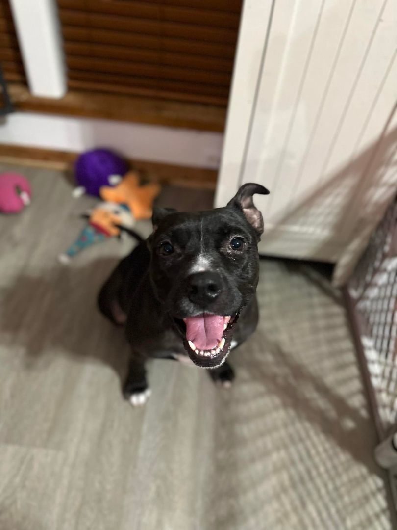 Bubbles Mackenzie, a Adopted mixed breed in Conroe, TX image 3/9