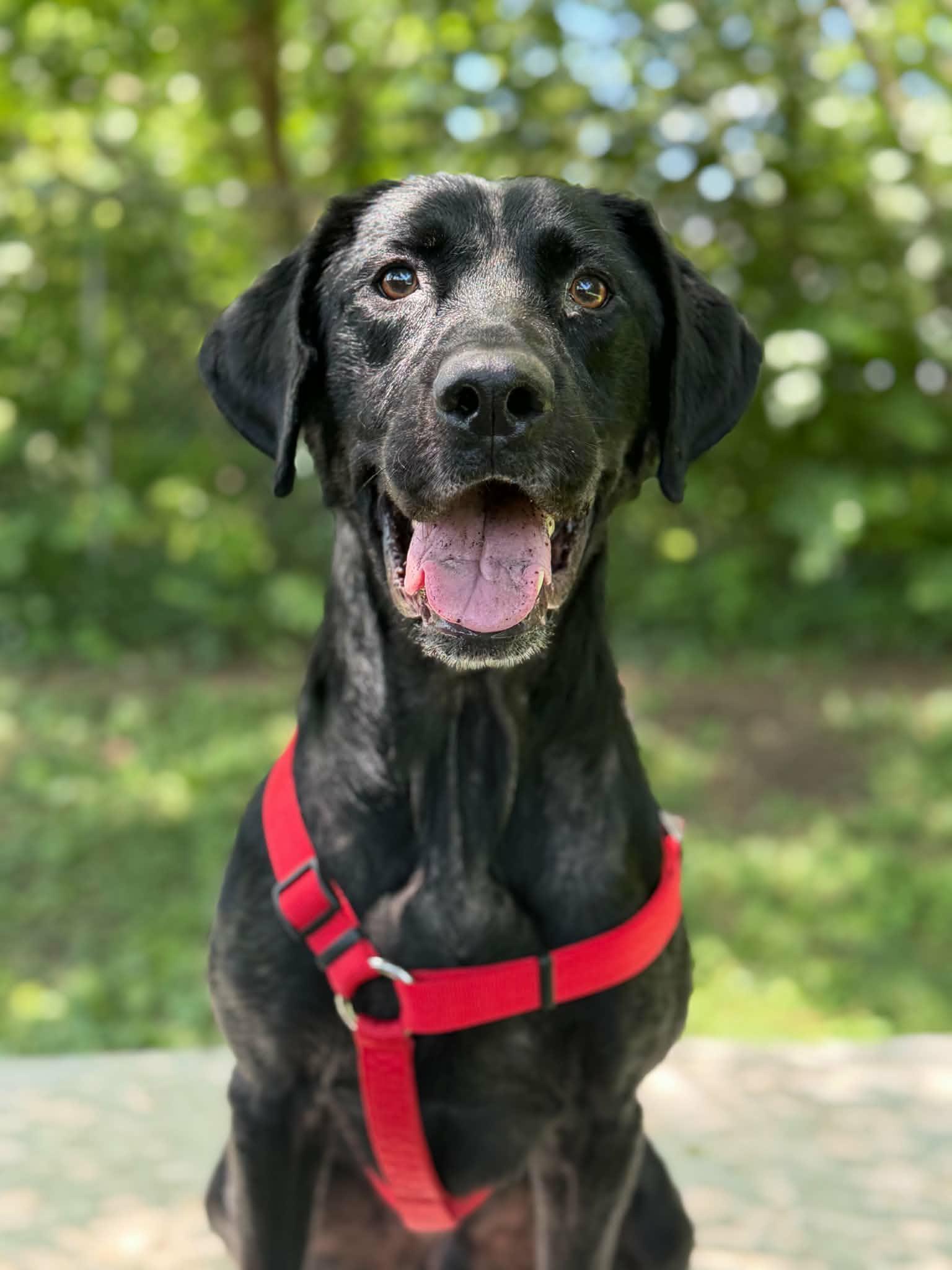 Kernel, adoptable, Adult Male Labrador Retriever.