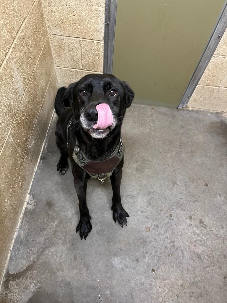 Rufus, Adoptable, Adult Male Labrador Retriever.