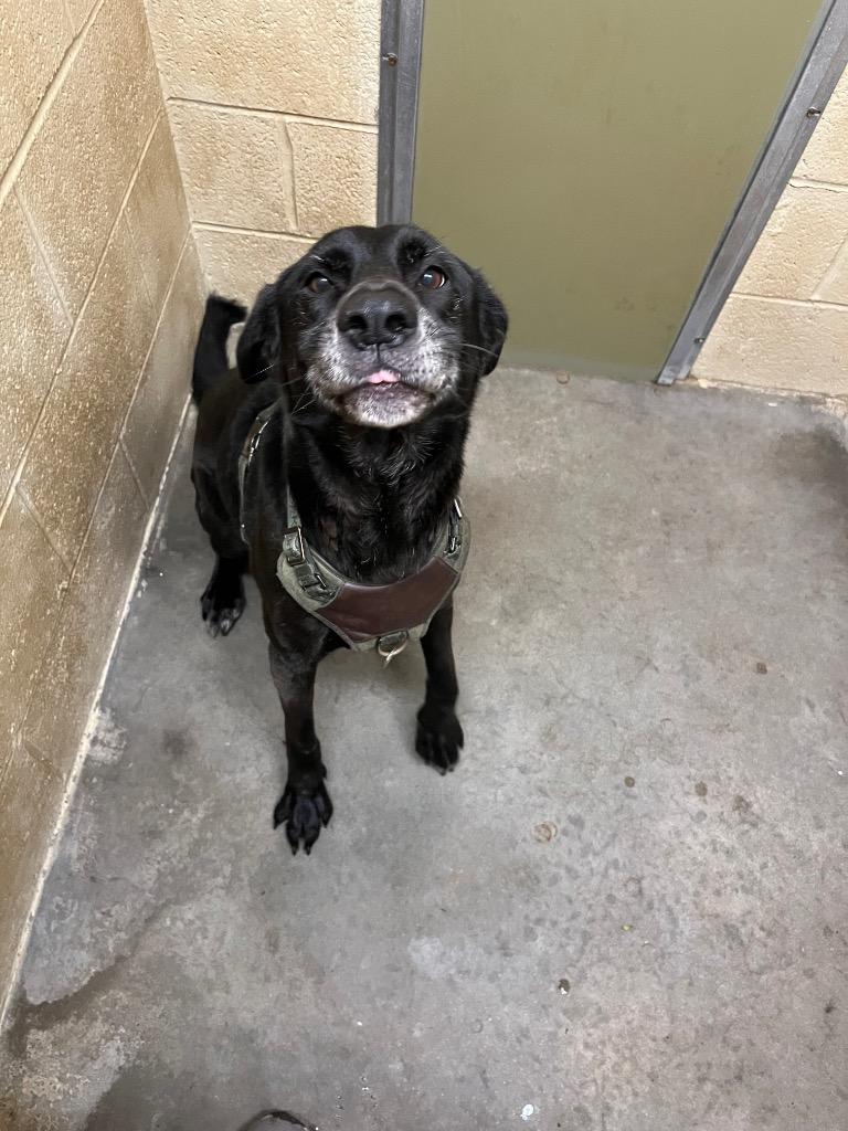 Enlarge Rufus, a Adoptable Labrador Retriever in Benton, AR image 2/2