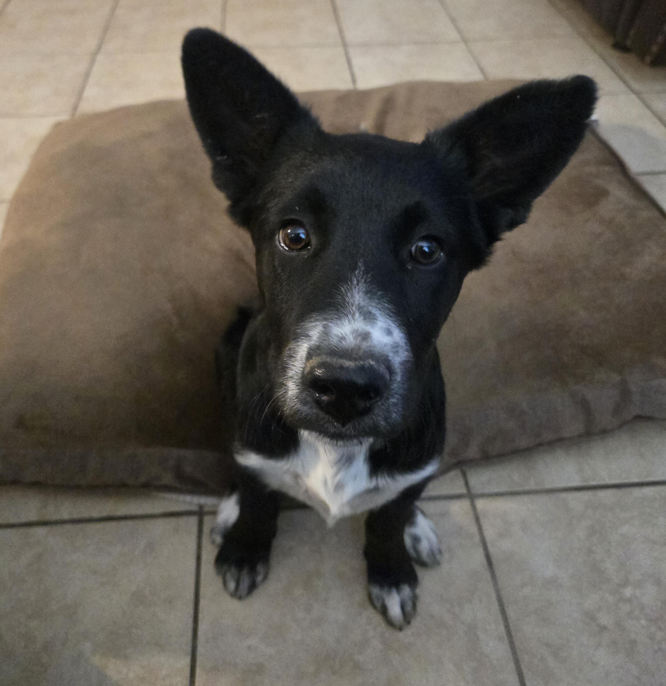 Enlarge Lilo, a Adoptable mixed breed in Lebanon, TN image 1/3