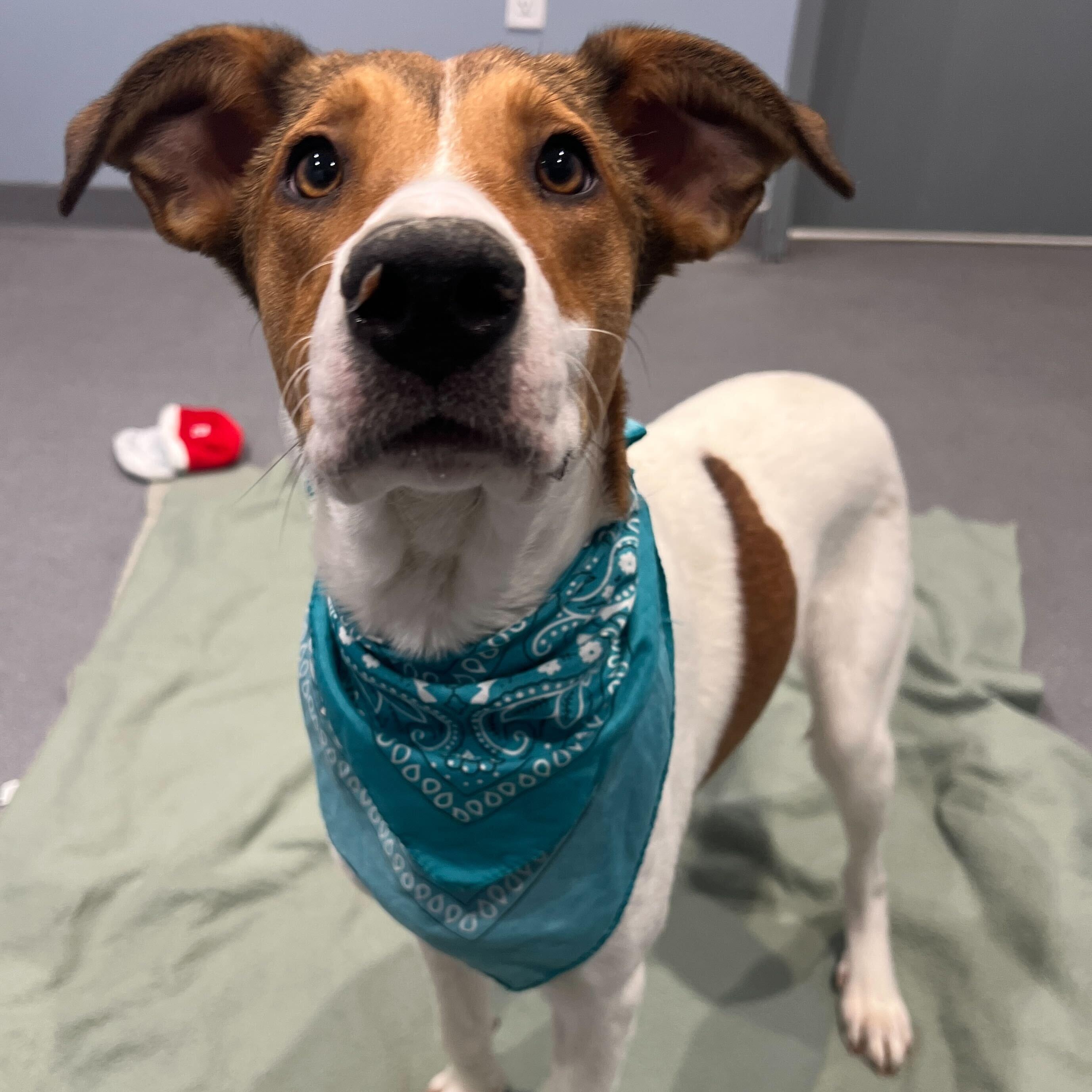 Enlarge Harry, a hold Mixed Breed in Canal Winchester, OH image 3/4