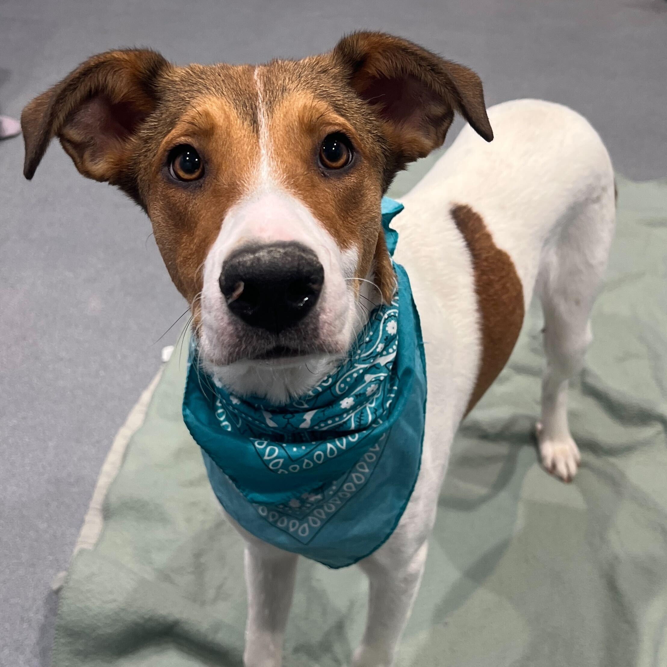 Enlarge Harry, a hold Mixed Breed in Canal Winchester, OH image 1/4