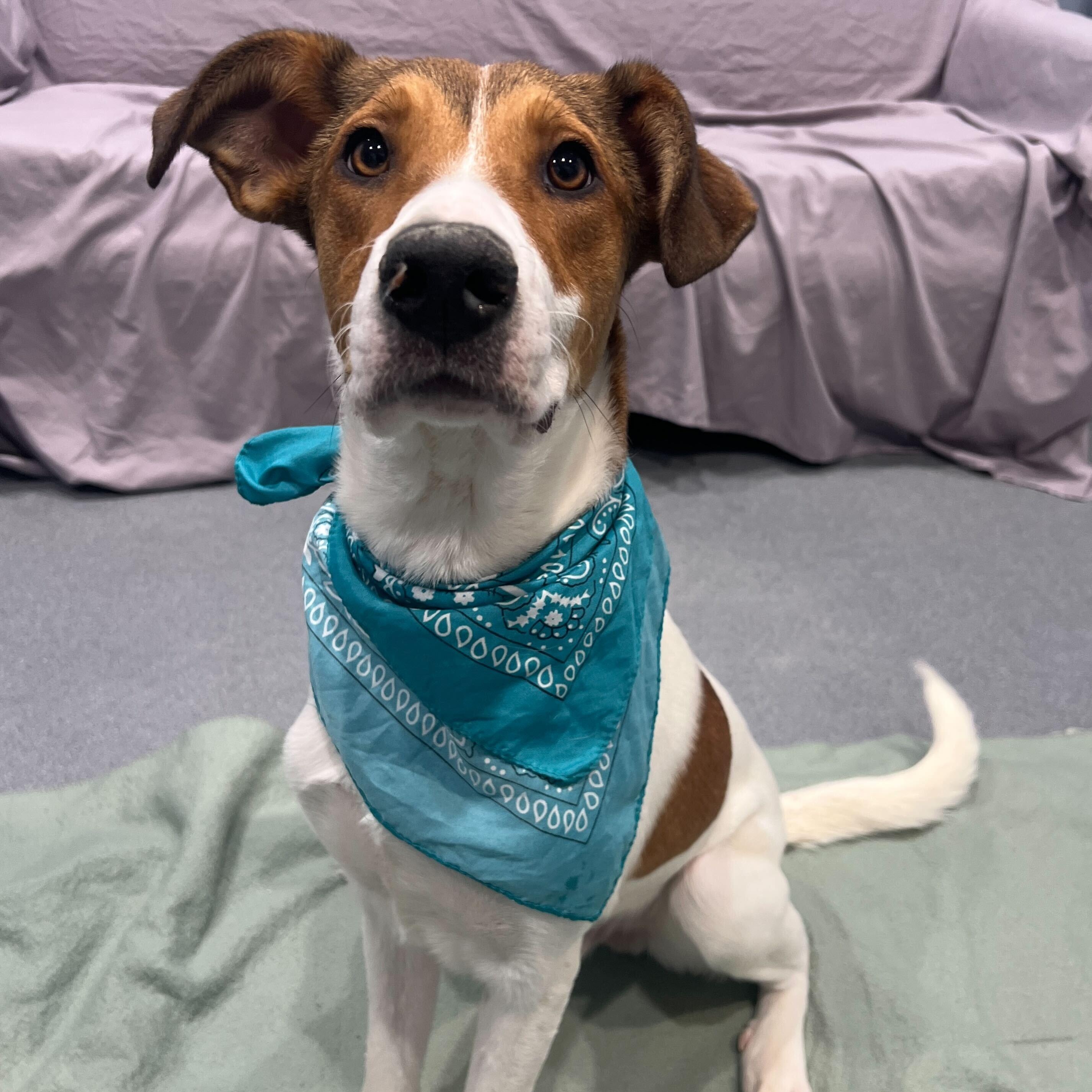 Enlarge Harry, a hold Mixed Breed in Canal Winchester, OH image 4/4