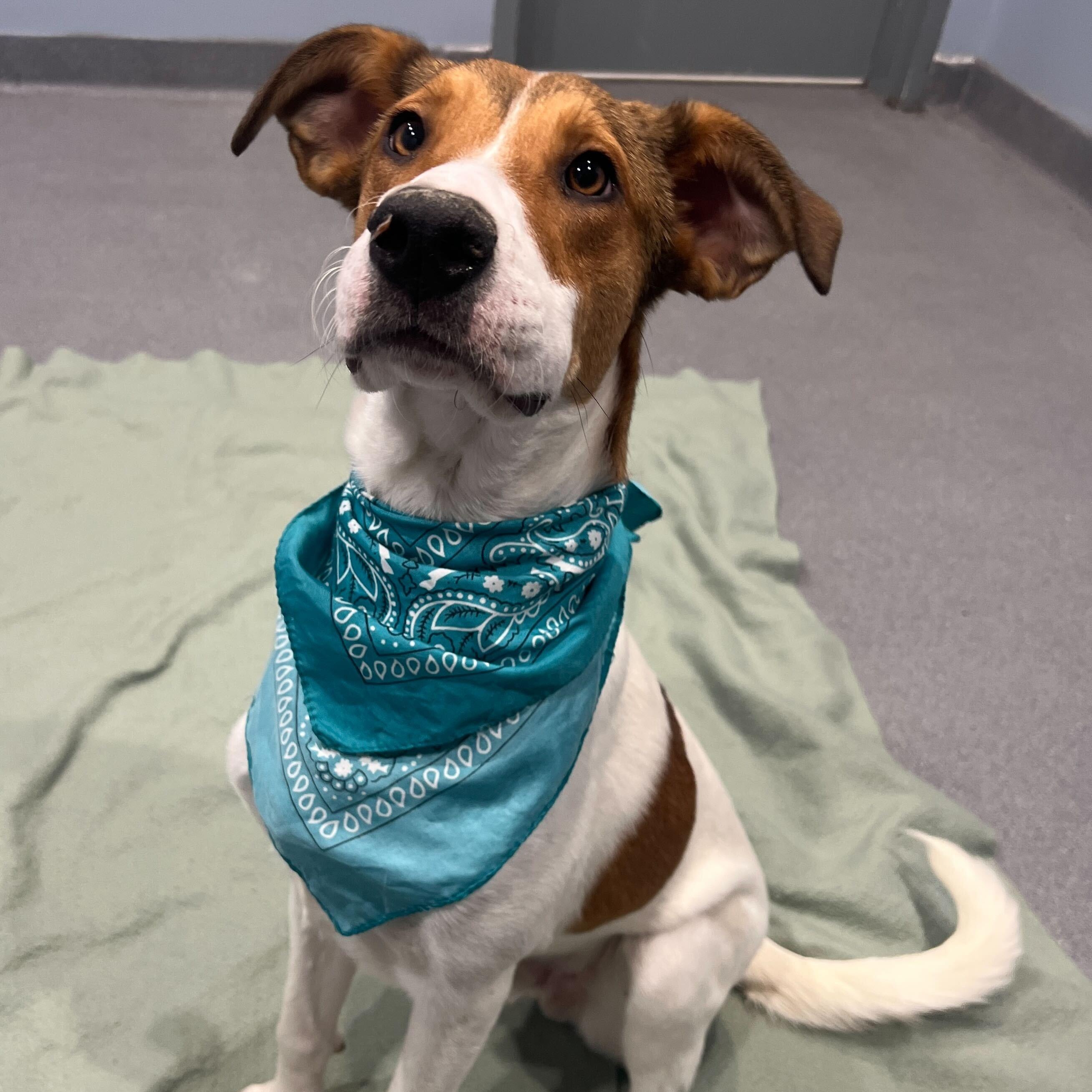 Enlarge Harry, a hold Mixed Breed in Canal Winchester, OH image 2/4