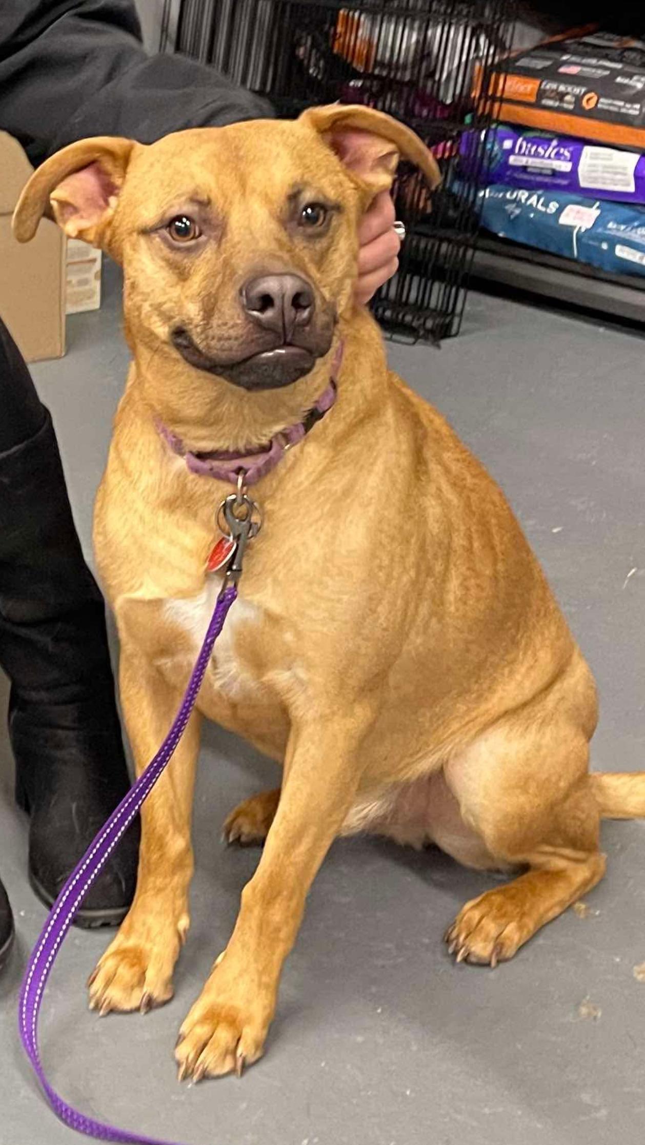 Czar (FEE SPONSORED), a Adoptable mixed breed in Portland, ME image 4/5