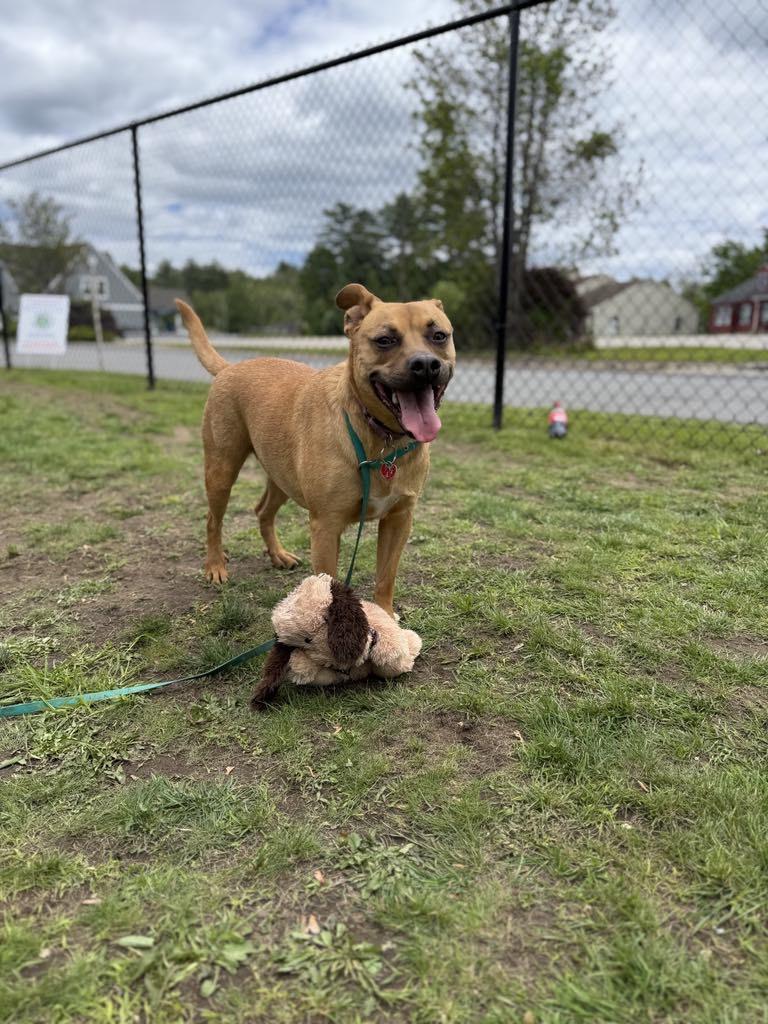 Czar (FEE SPONSORED), a Adoptable mixed breed in Portland, ME image 3/5
