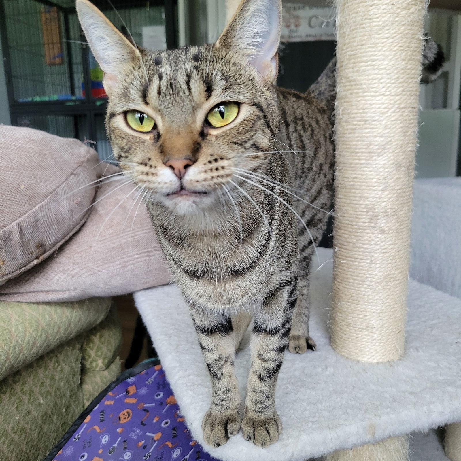 Enlarge Elvira, a Adoptable mixed breed in Ocala, FL image 1/3