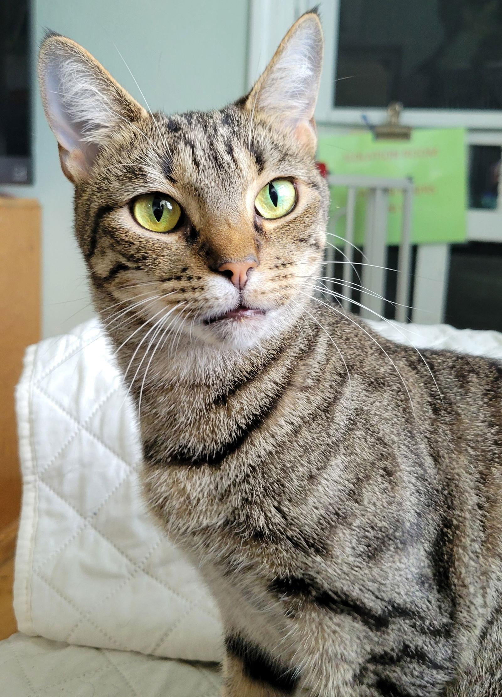 Enlarge Elvira, a Adoptable mixed breed in Ocala, FL image 2/3