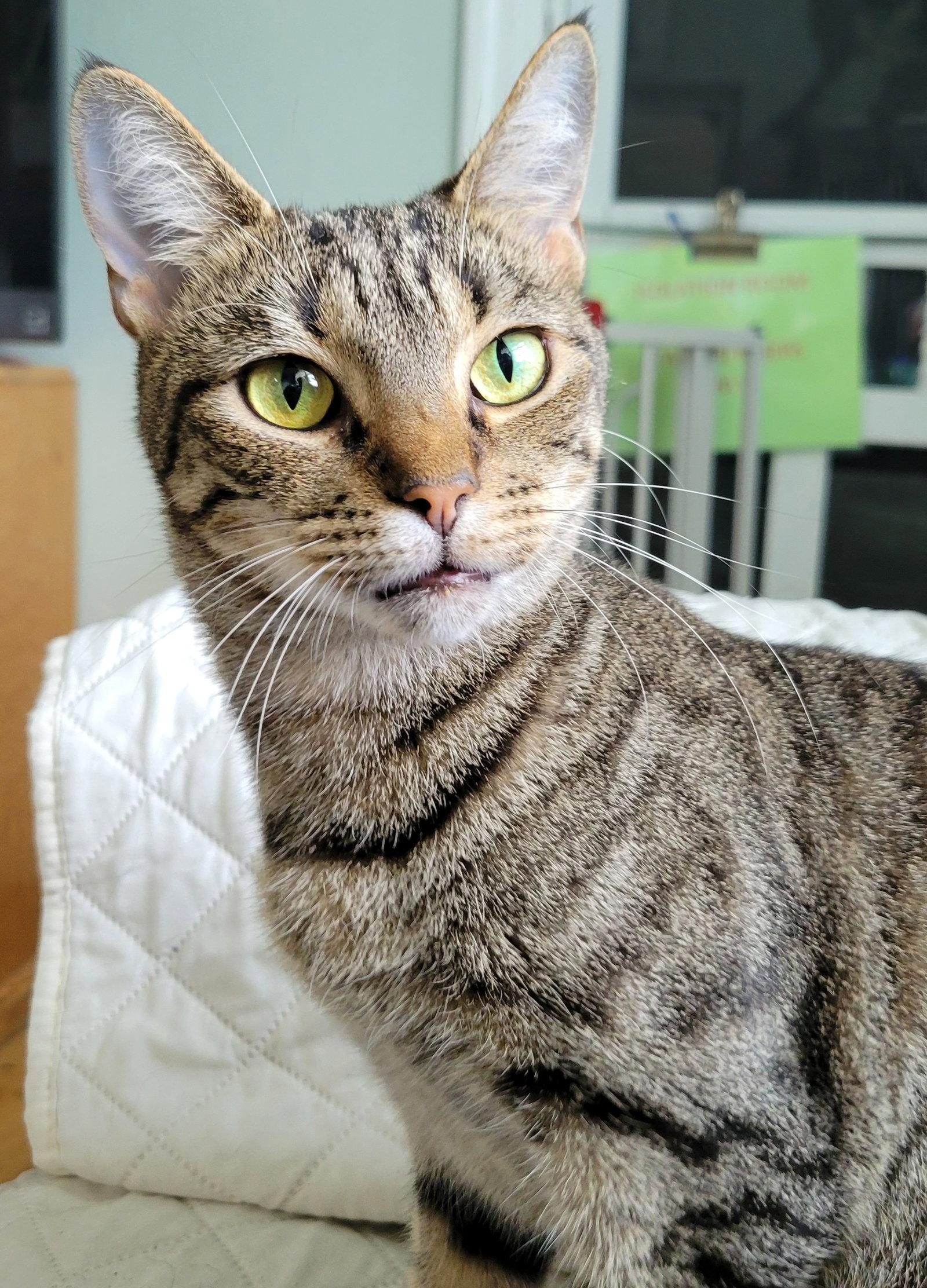 Elvira, Adoptable, Adult Female Tabby & Bengal.