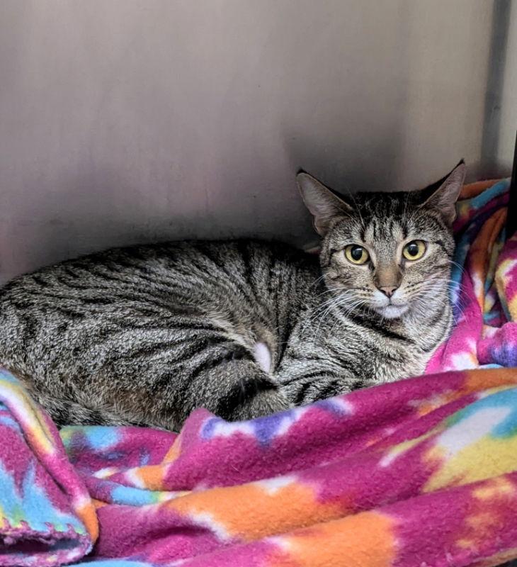 Enlarge Elvira, a Adoptable mixed breed in Ocala, FL image 2/3