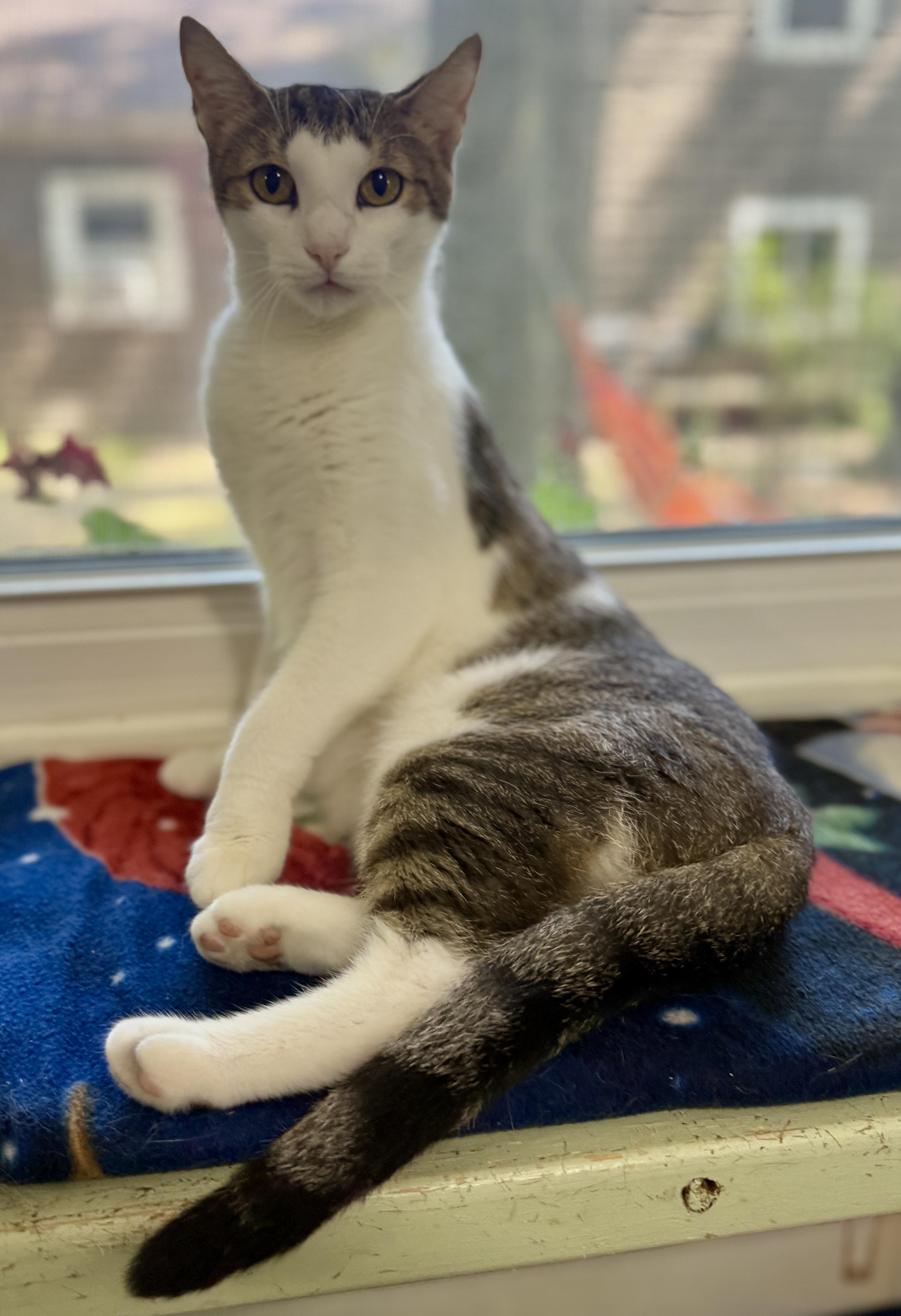 Cupcake, Adoptable, Young Female Domestic Short Hair.