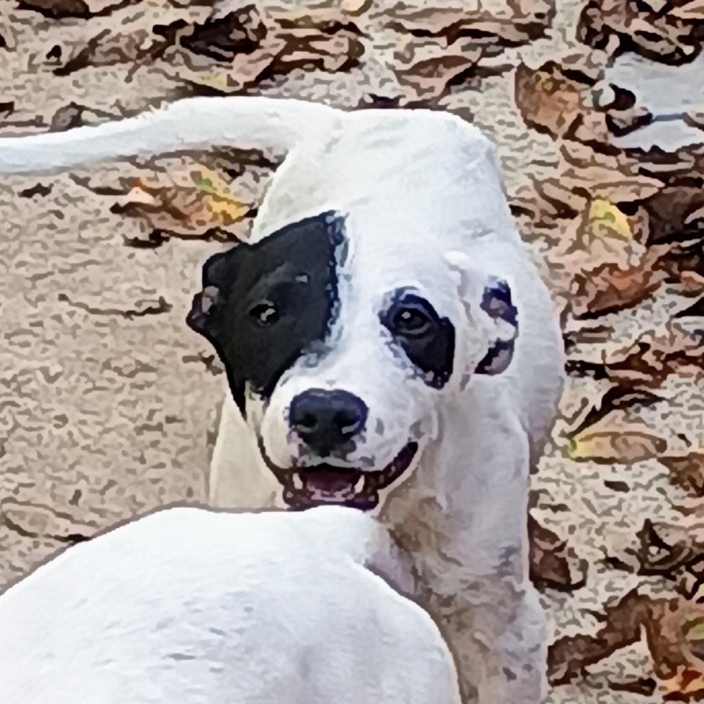 Jack, Adoptable, Young Male Terrier.