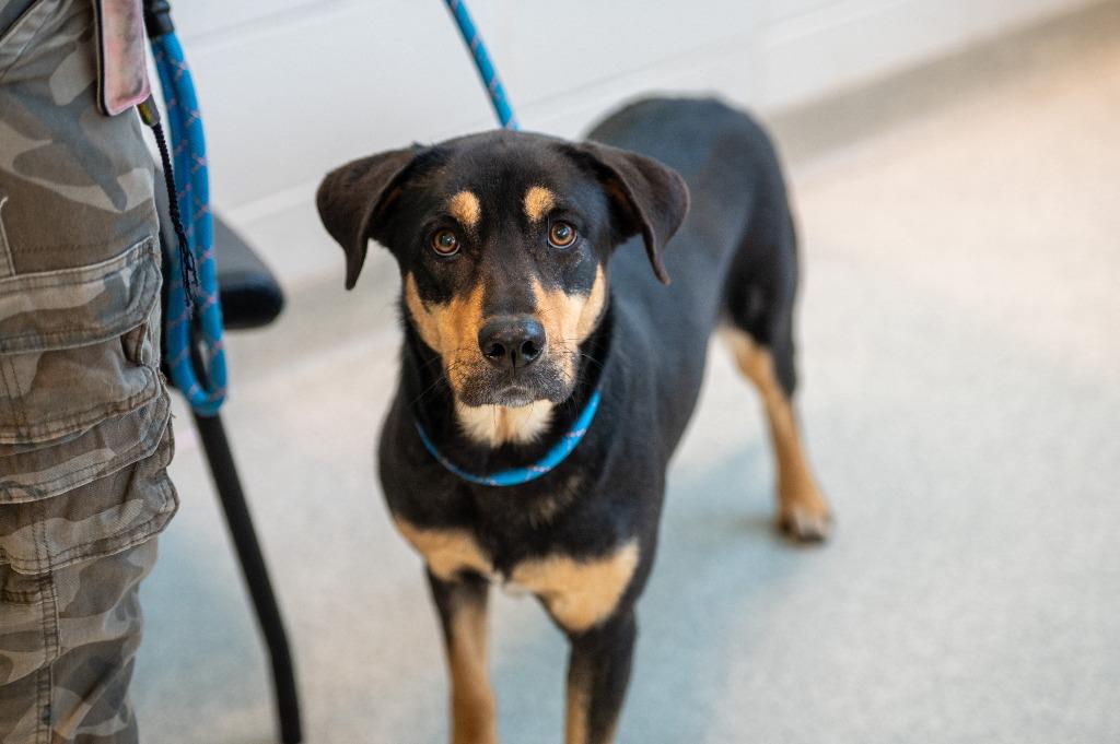 Enlarge Daisy aka Cheyenne, a Adoptable mixed breed in Frankfort, KY image 1/3