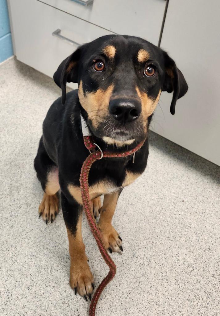 Daisy, a Adoptable mixed breed in Frankfort, KY image 2/2