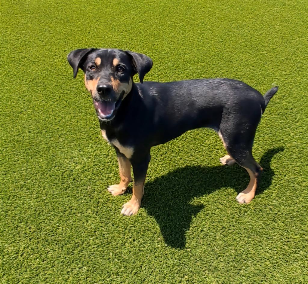 Daisy, a Adoptable mixed breed in Frankfort, KY image 1/2