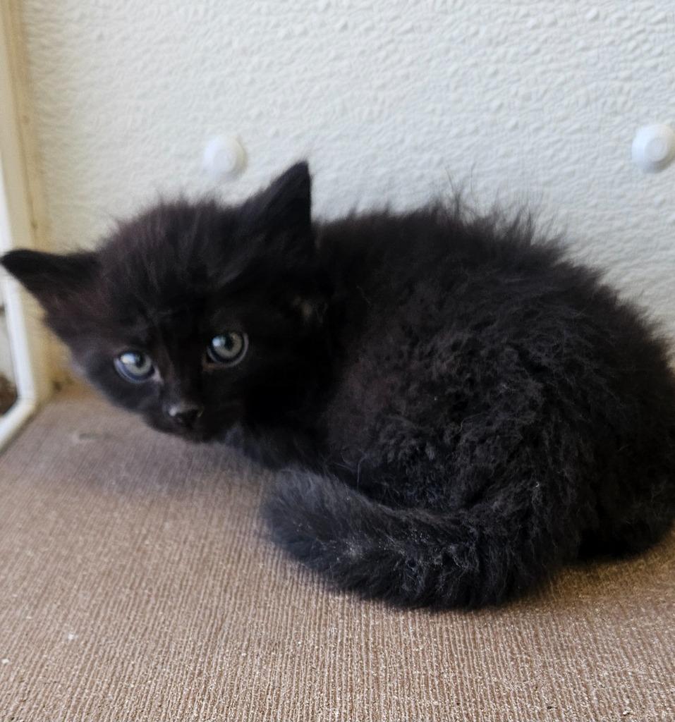 Corral kitten 4, Adoptable, Kitten Male Domestic Medium Hair.