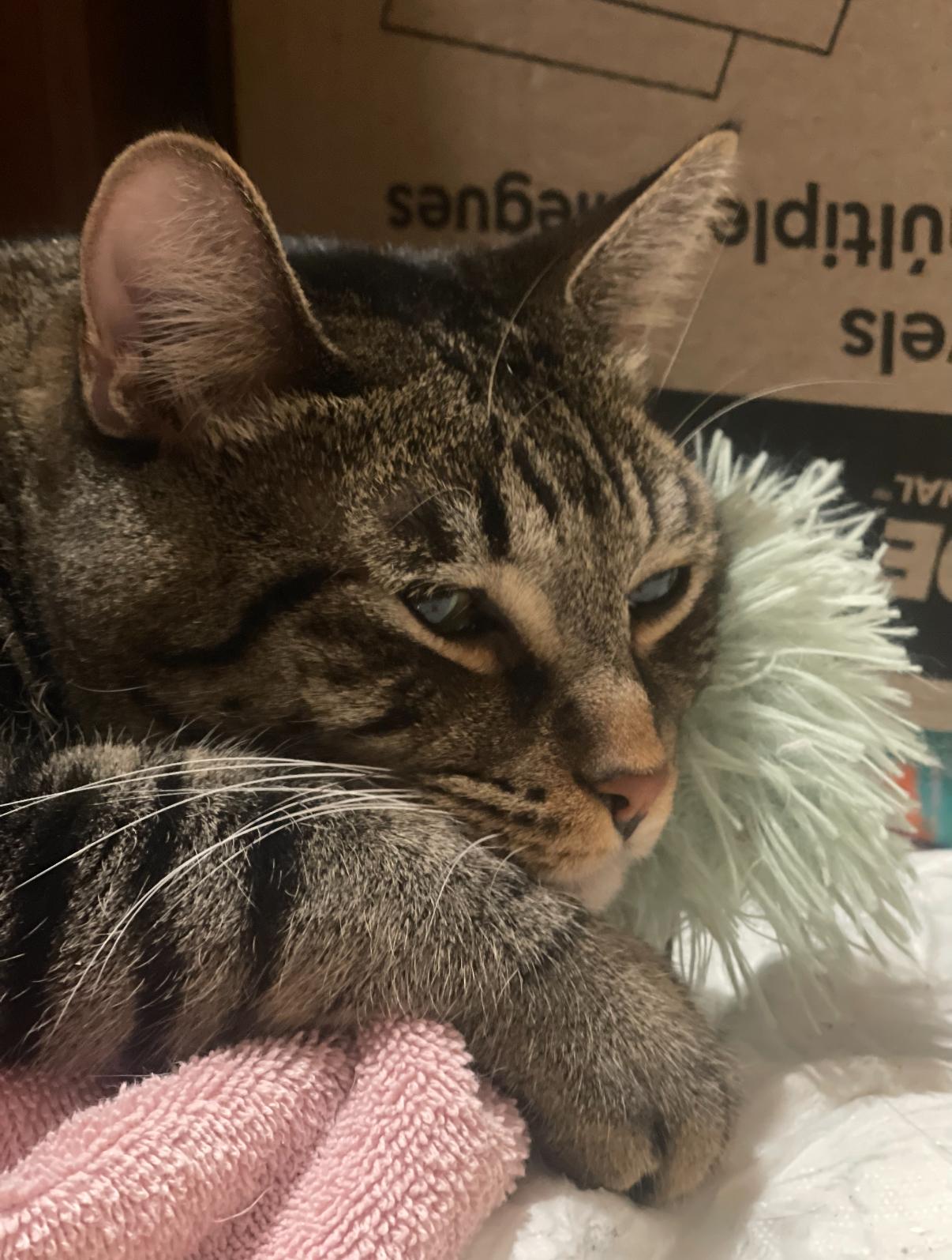 Enlarge Bob, an adopted Domestic Short Hair in Oceanside, CA image 1/2