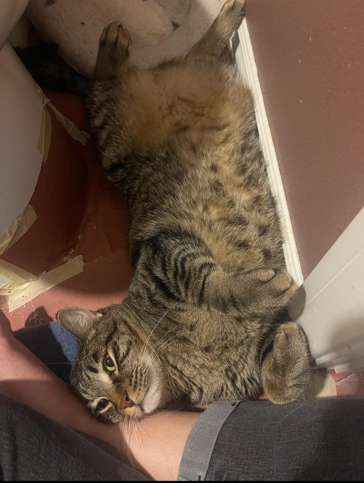 Enlarge Bob, an adopted Domestic Short Hair in Oceanside, CA image 2/2