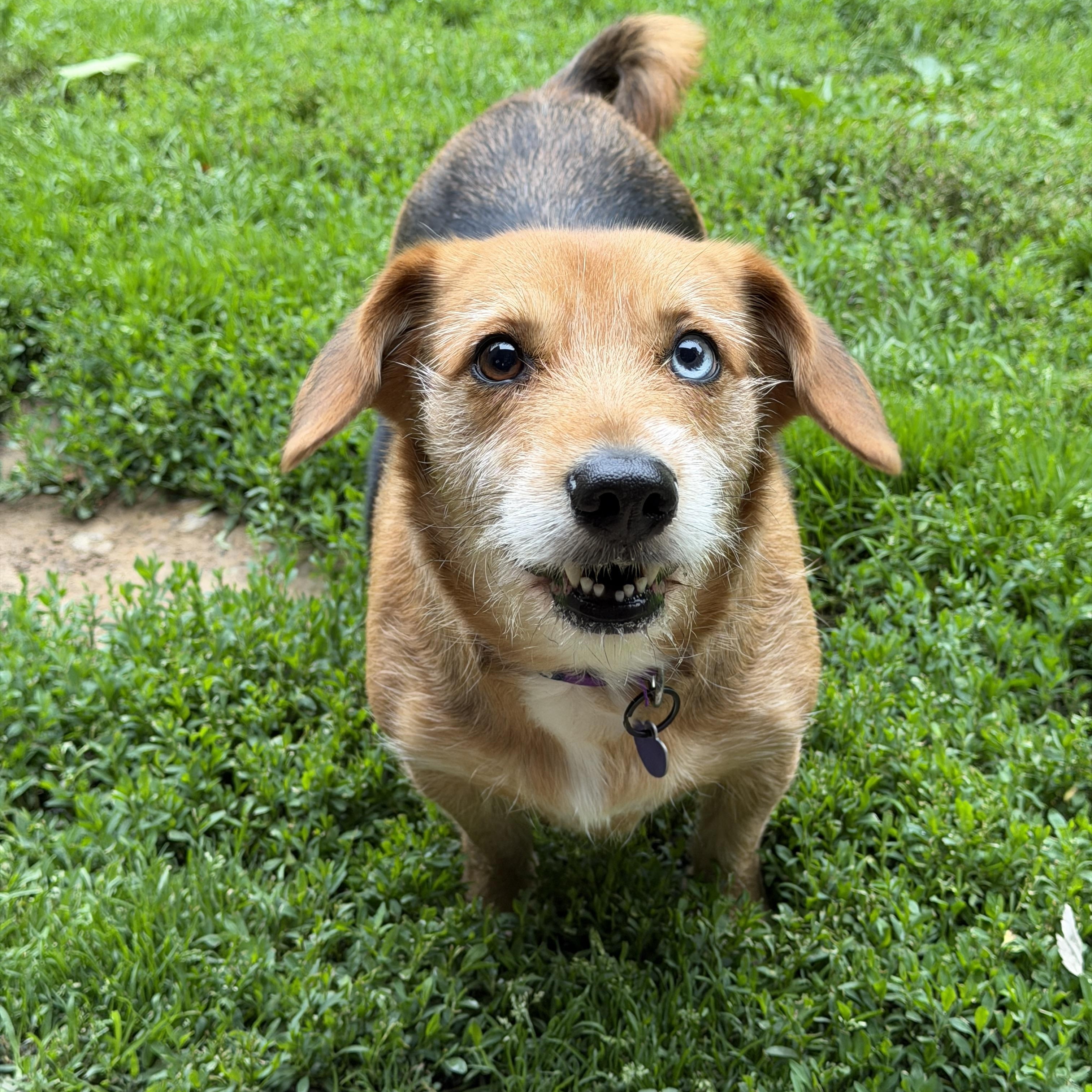 Charlie, an adopted mixed breed in Jeffersonville, IN image 2/4