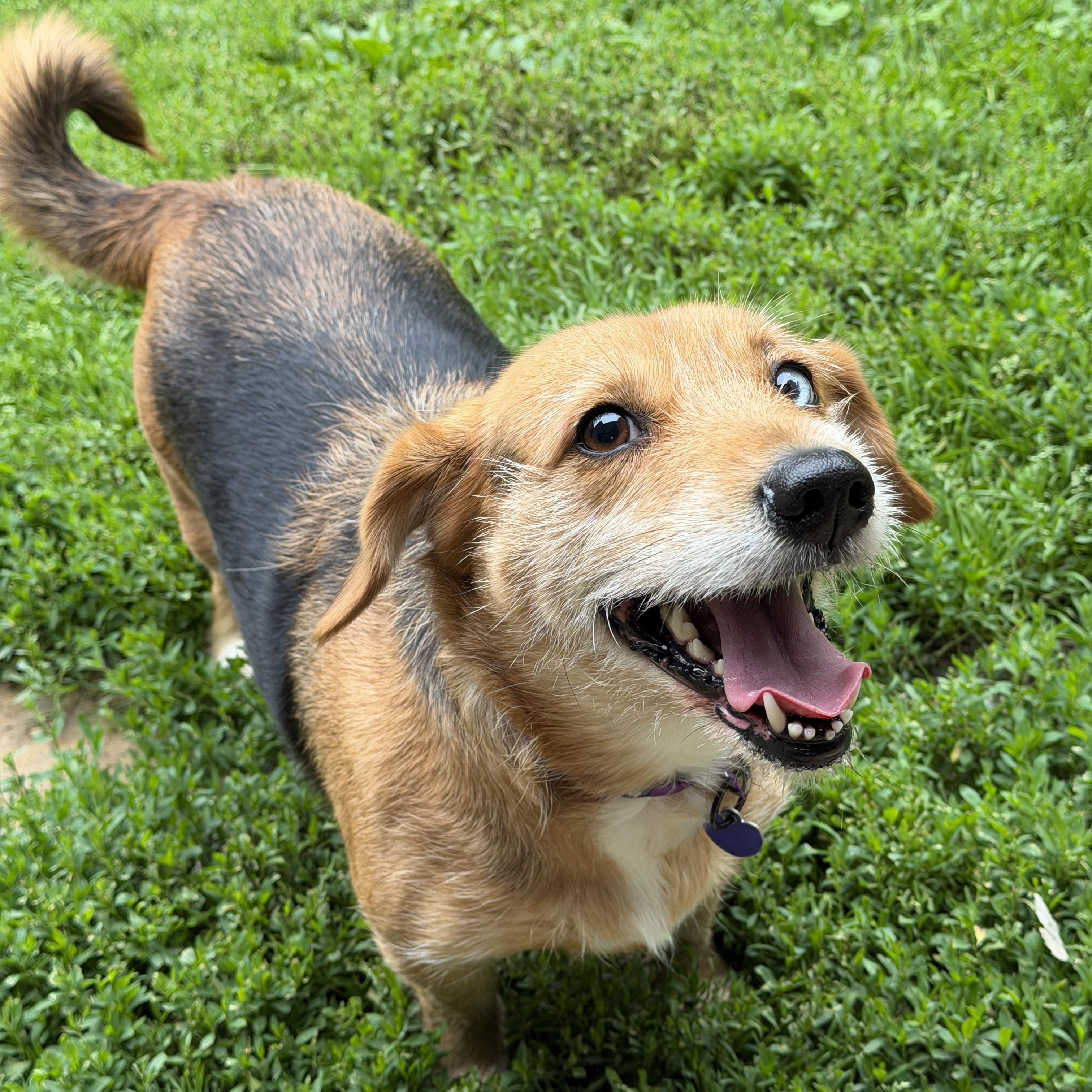 Charlie, an adopted mixed breed in Jeffersonville, IN image 1/4