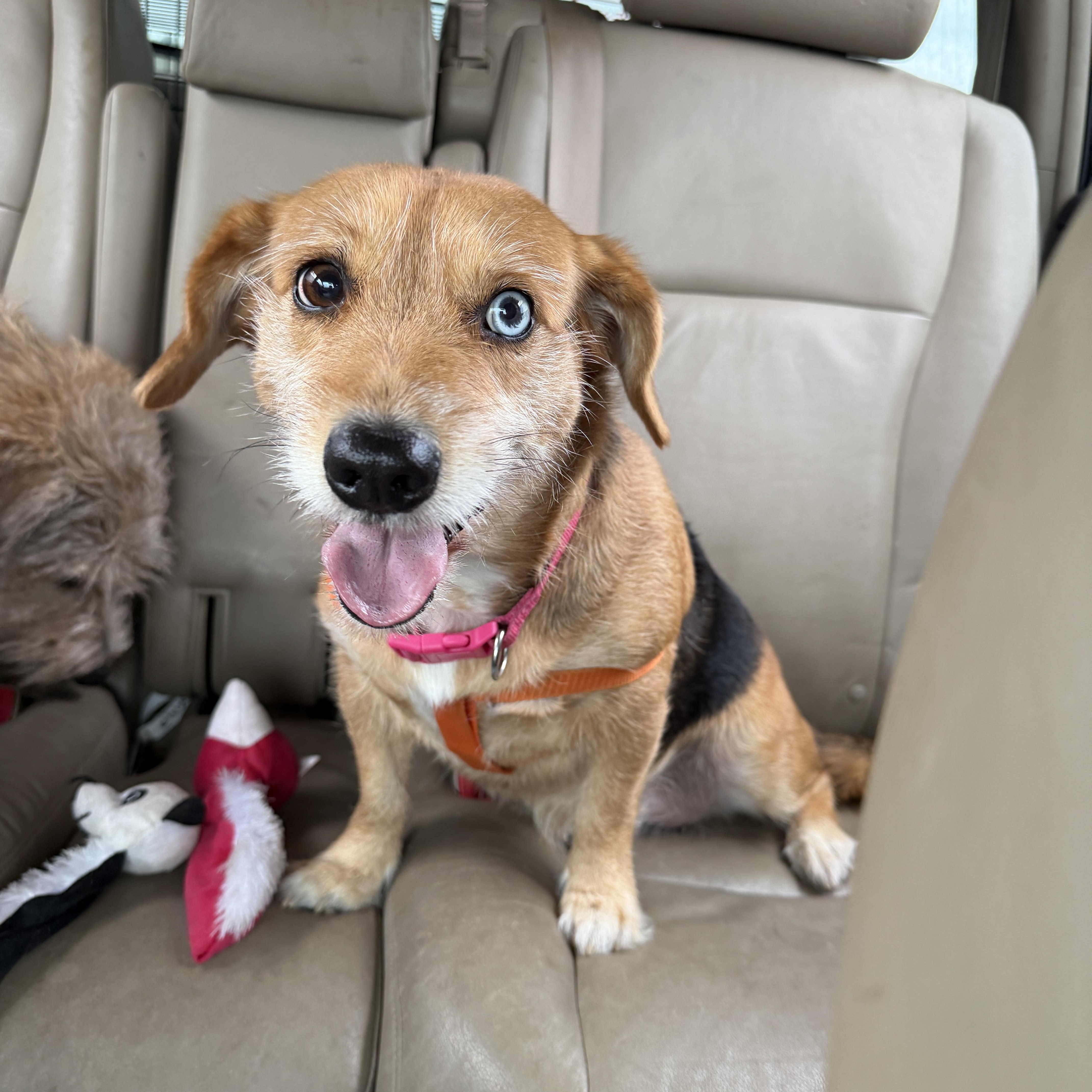 Charlie, an adopted mixed breed in Jeffersonville, IN image 4/4