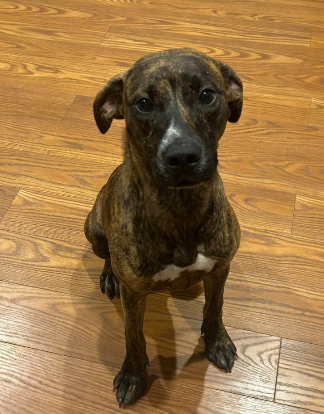Enlarge Mildred, a Adoptable mixed breed in Eutawville, SC image 1/3
