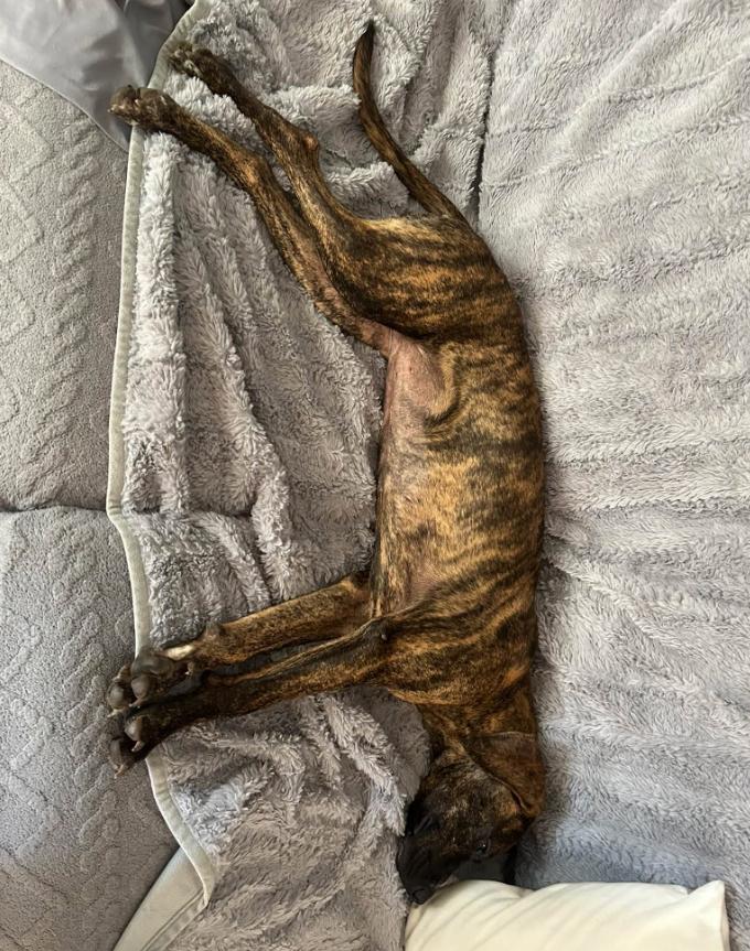 Enlarge Mildred, a Adoptable mixed breed in Eutawville, SC image 2/3
