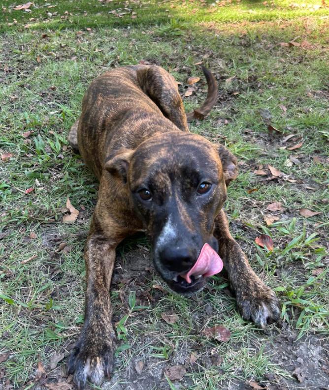 Enlarge Mildred, a Adoptable mixed breed in Eutawville, SC image 3/3