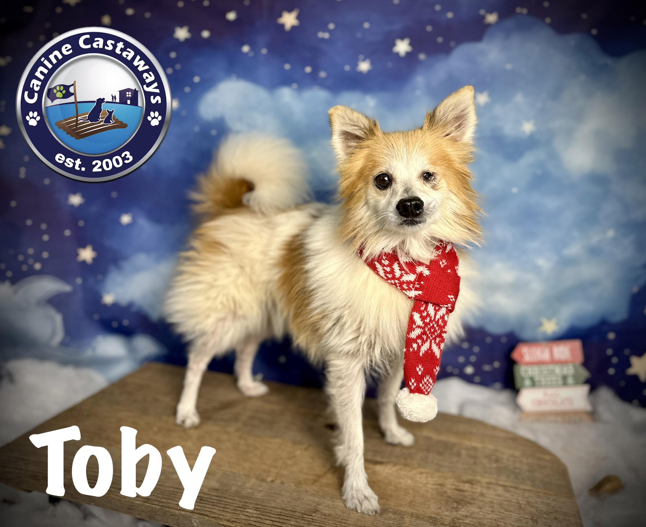 Toby, a ADOPTABLE mixed breed in Arcadia, FL image 1/5