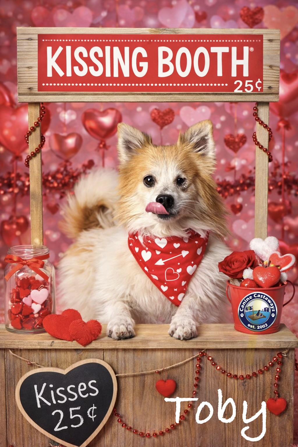 Toby, adopted, Adult Male Pomeranian & Papillon.