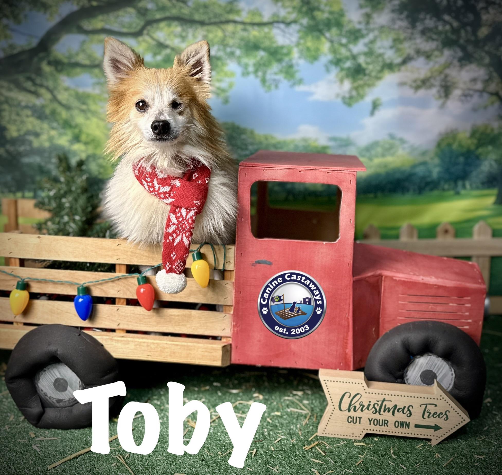 Toby, a ADOPTABLE mixed breed in Arcadia, FL image 2/5