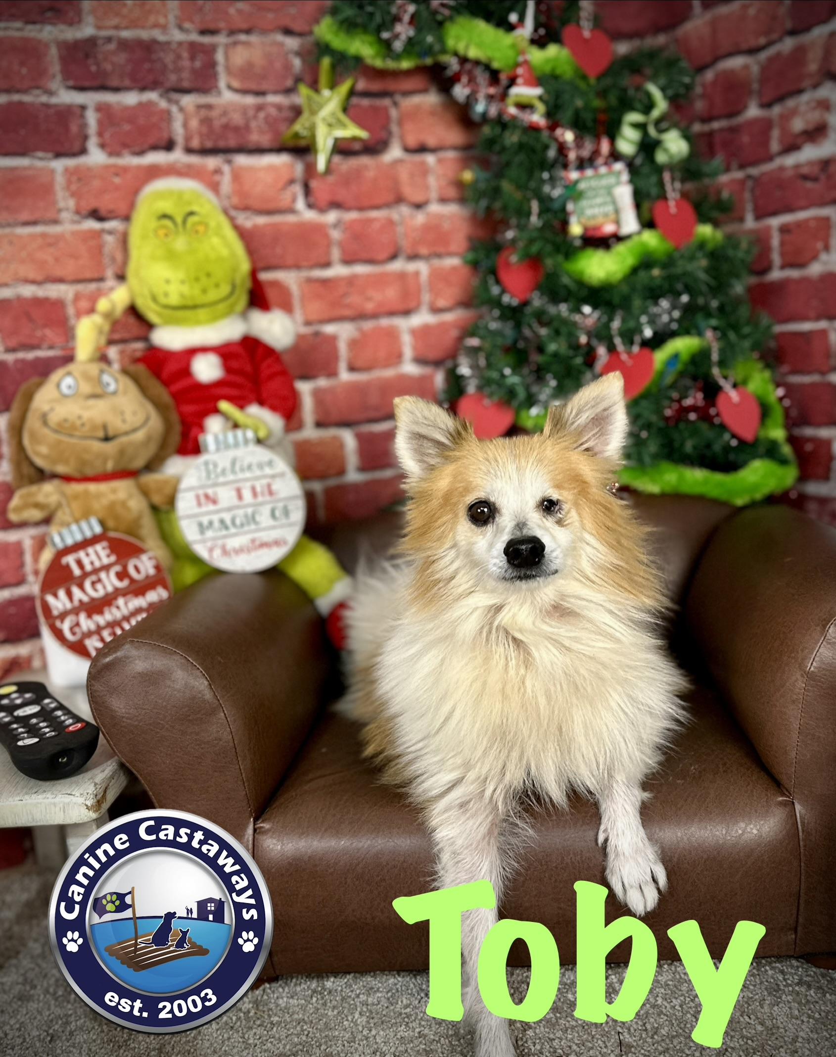 Toby, a ADOPTABLE mixed breed in Arcadia, FL image 3/5