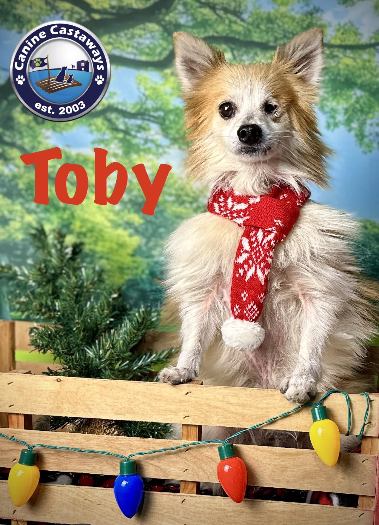 Toby, a ADOPTABLE mixed breed in Arcadia, FL image 4/5