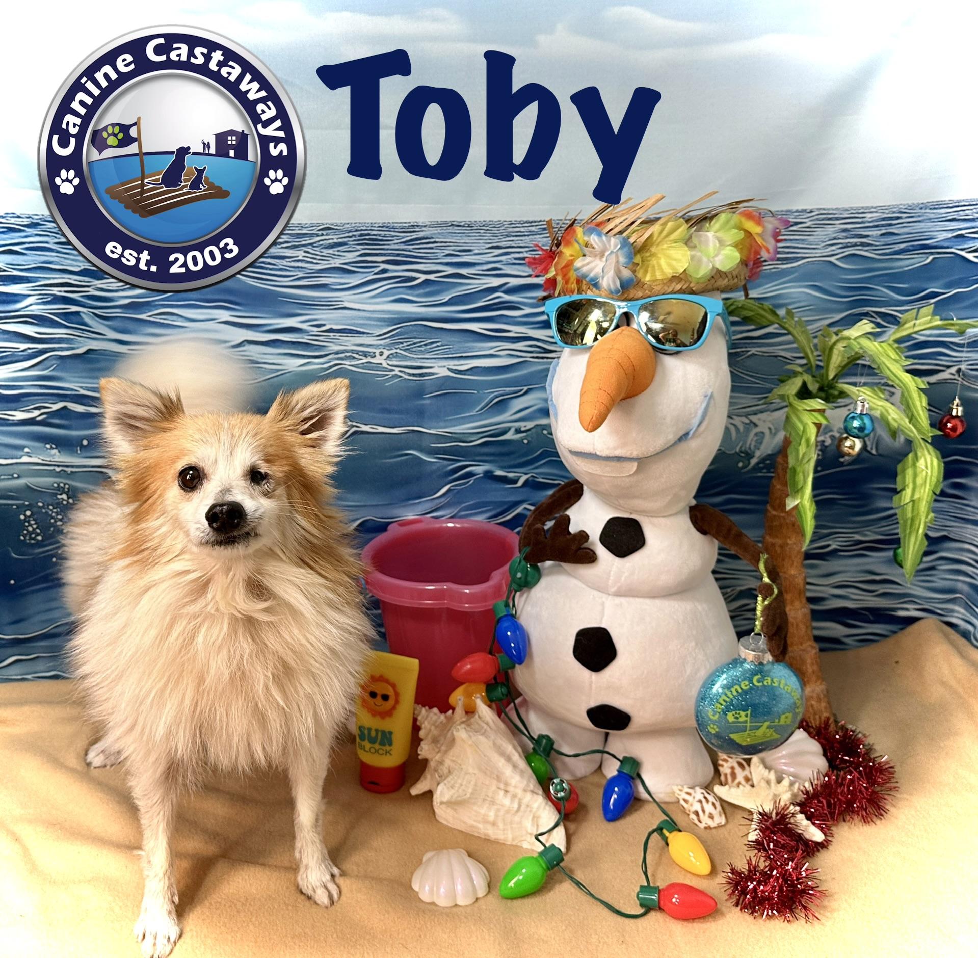 Toby, a ADOPTABLE mixed breed in Arcadia, FL image 5/5