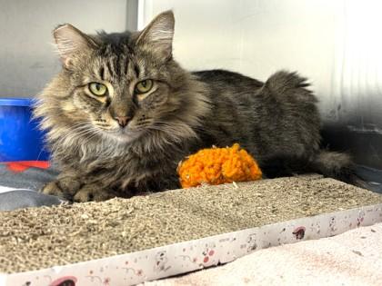 Enlarge Chuck, a Adoptable mixed breed in Quakertown, PA image 1/1