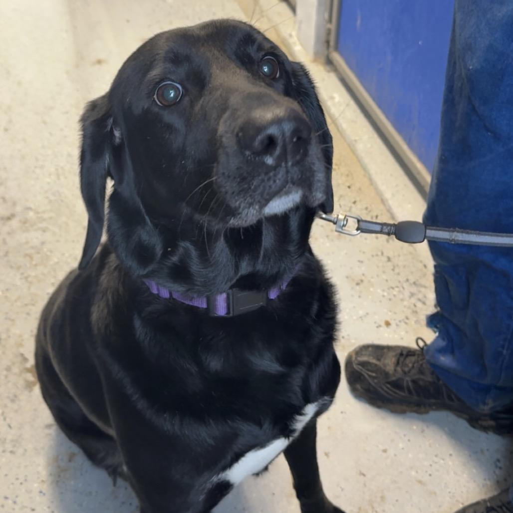 Winnie, Adoptable, Adult Female Black Labrador Retriever.