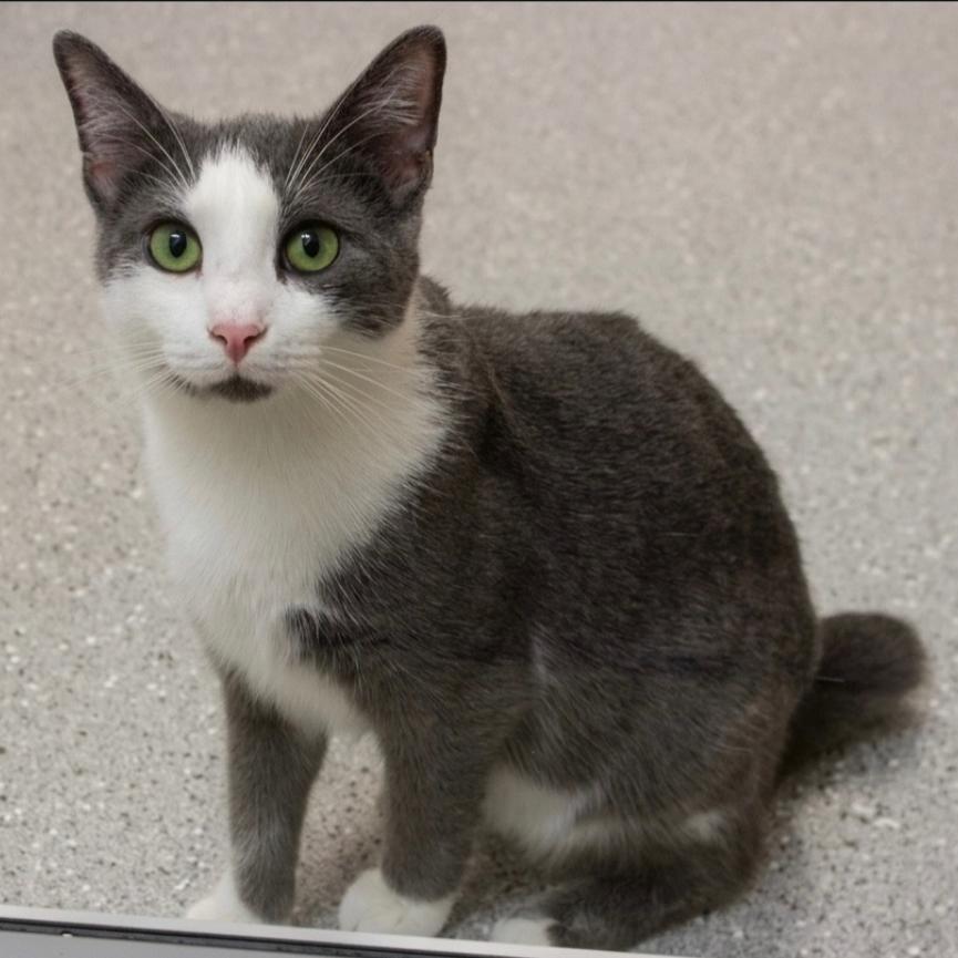 Maverick, ADOPTABLE, Young Male Domestic Short Hair.