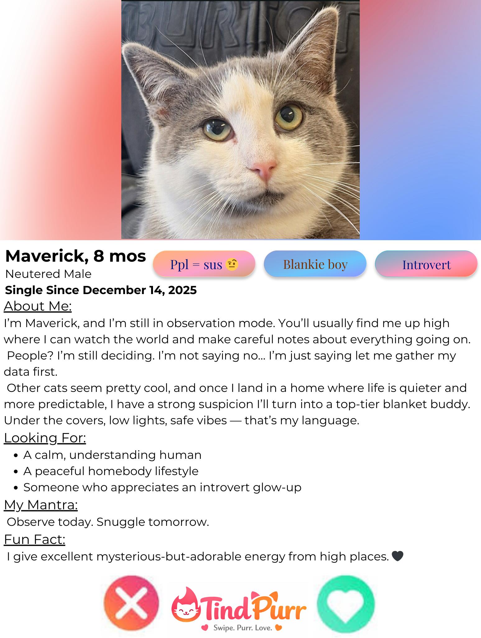 Maverick, a ADOPTABLE Domestic Short Hair in Indiana, PA image 3/3