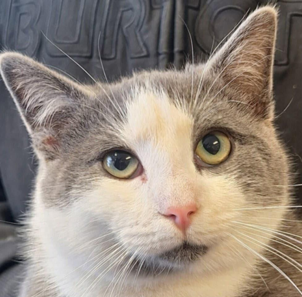 Maverick, a ADOPTABLE Domestic Short Hair in Indiana, PA image 2/3