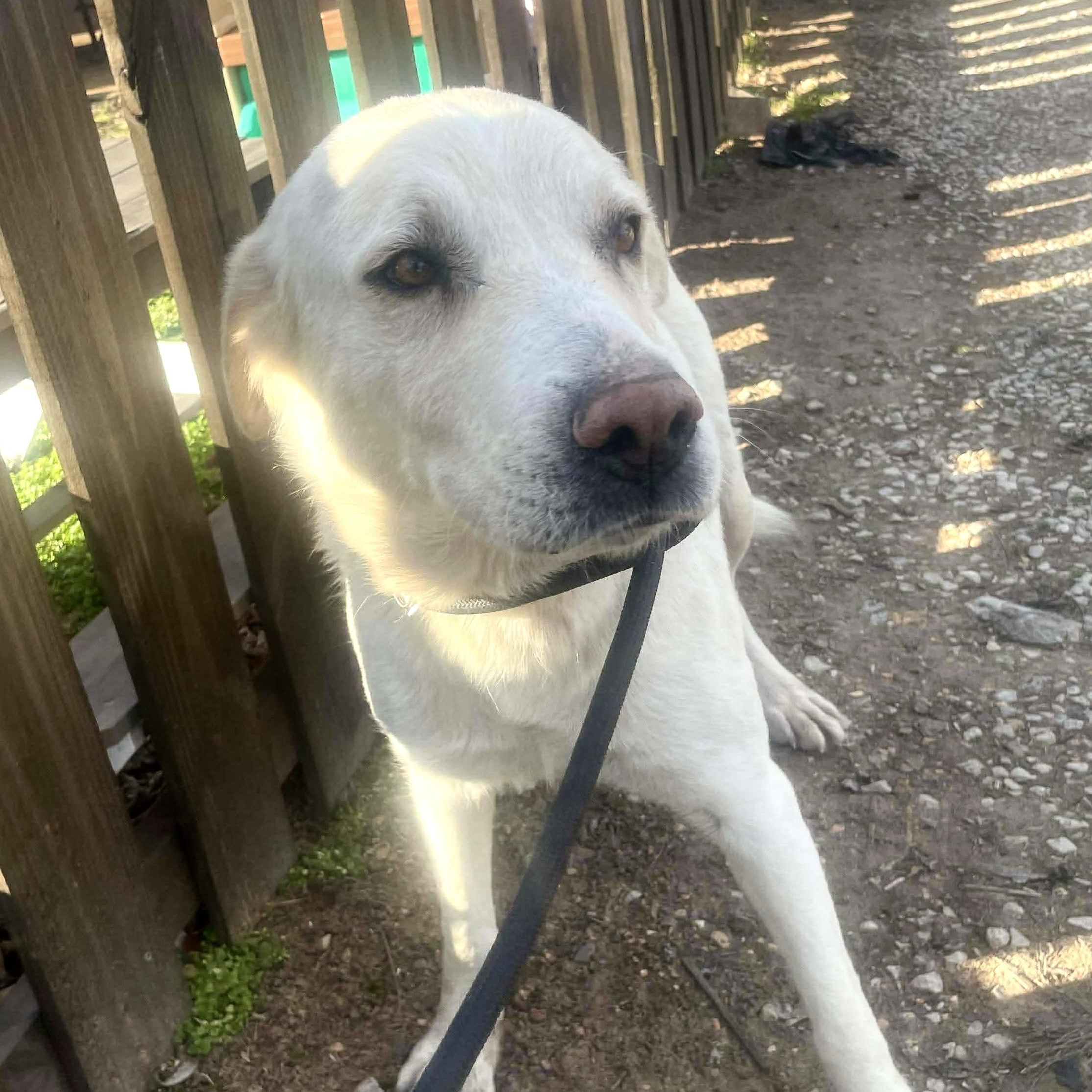 Mel, a ADOPTABLE mixed breed in Jay, NY image 5/6