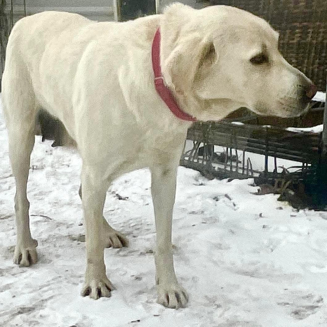 Mel, a ADOPTABLE mixed breed in Jay, NY image 3/6