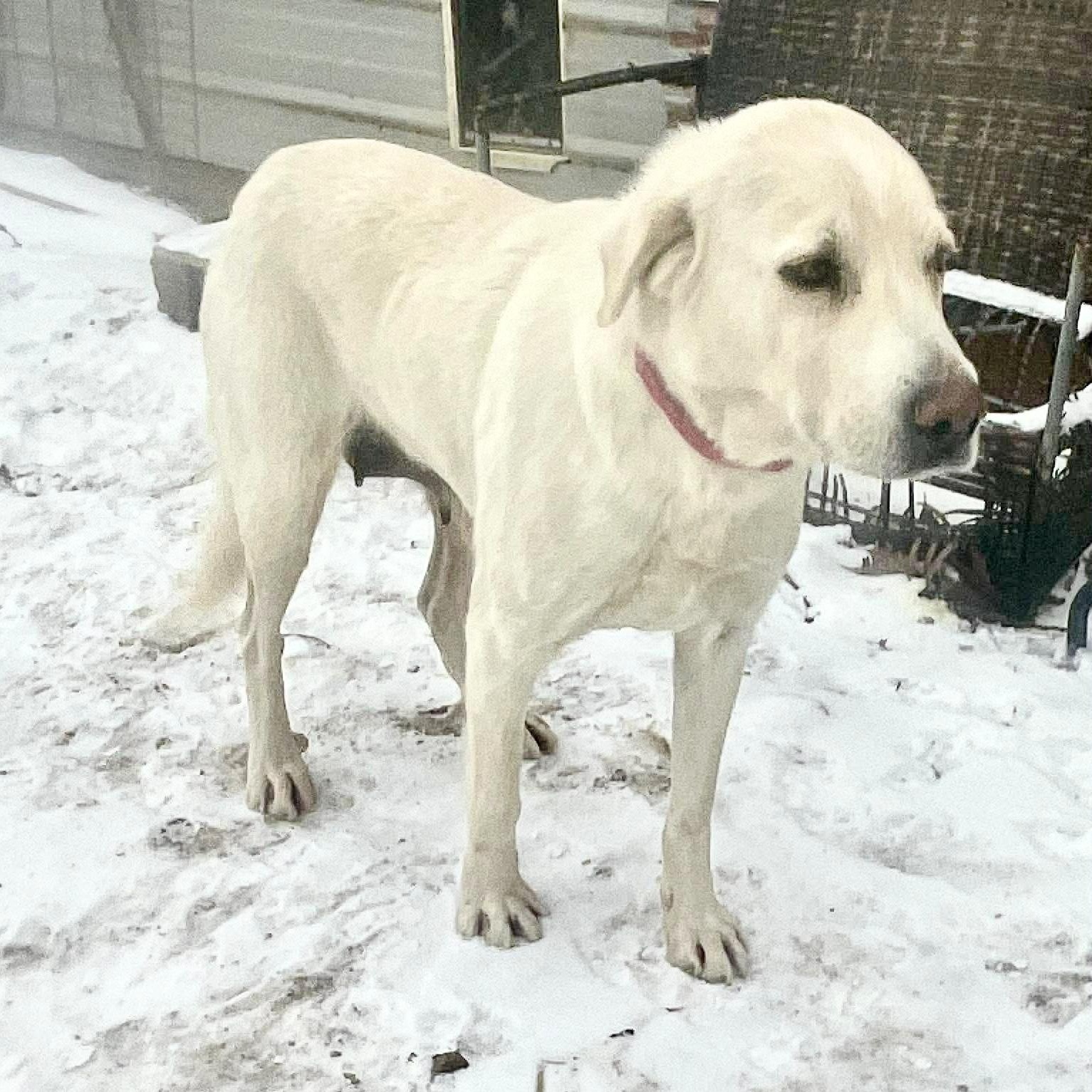 Mel, a ADOPTABLE mixed breed in Jay, NY image 4/6